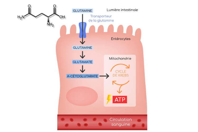 Substrat énergétique des cellules intestinales